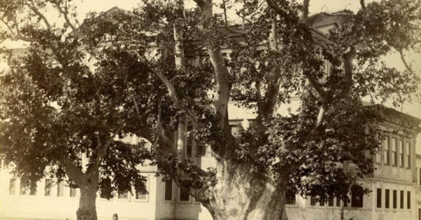 yeniçeri ağacı